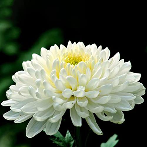 Saterkali Semillas de crisantemo, 100 piezas/bolsa Semillas de crisantemo Semillas de flores bonitas perennes blancas naturales sin OMG para patio Semillas de crisantemo