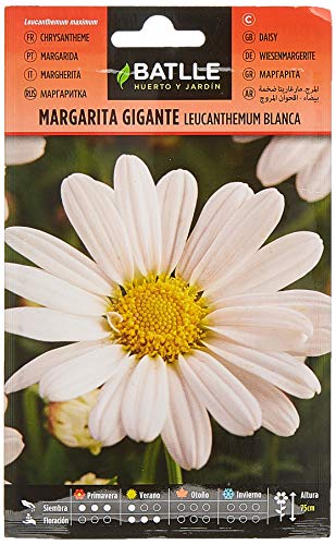 Semillas Batlle Marg. Gigante blanca Leucantemum