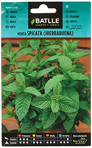 Semillas Batlle - Menta Spicata (Hierbabuena), Color Verde