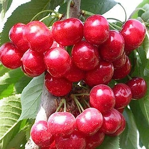 Semillas de cereza, 10 Unids/bolsa Semillas de Cereza Dulce Rica Vitamina Roja Plántulas de Frutas para el Hogar Flor Frutal Árbol Semillas de Vegetales semillas de cereza