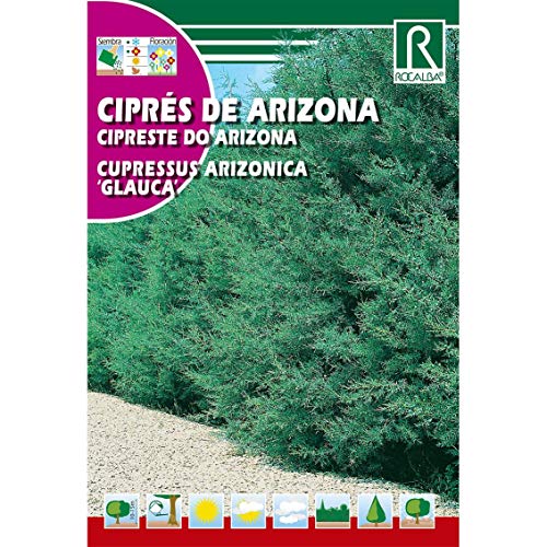 Semillas de Ciprés de Arizona Cipreses arizonica