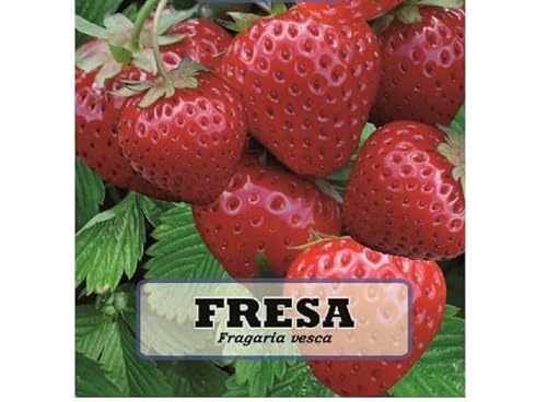 Semillas de Fragaria Ananassa Fresas XL Naturales para Plantar en Casa