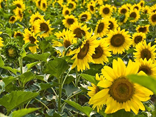 Semillas de girasol 20 / paquete (Helianthus annus) Jardín de origen orgánico sin transgénicos Semillas de flores Sunny Sun Semillas polinizadas abiertas para plantar (girasol enano)