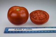 Semillas de tomate (Early Girl) híbrido, resistencia a enfermedades: 52 días hasta el vencimiento (100)
