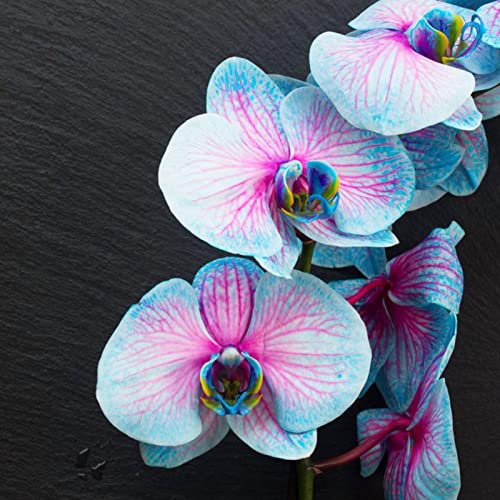 strimusimak 100 semillas de orquídeas fáciles de palntar, semillas de orquídeas de flor azul de alto rendimiento, plantas frescas de jardín, semillas de flores para jardín, plantación al aire l