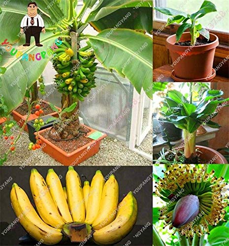 SVI frescas 100pcs semillas de la fruta del plátano para plantar amarillo