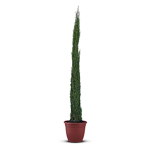 Tropictrees Ciprés resistente al invierno | Ciprés italiano con una altura de 120 cm | Planta exterior | Ciprés toscana resistente con frutas no comestibles