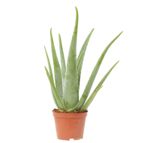 Verdecora Aloe Vera | Planta suculenta natural de interior en maceta de Ø14cm