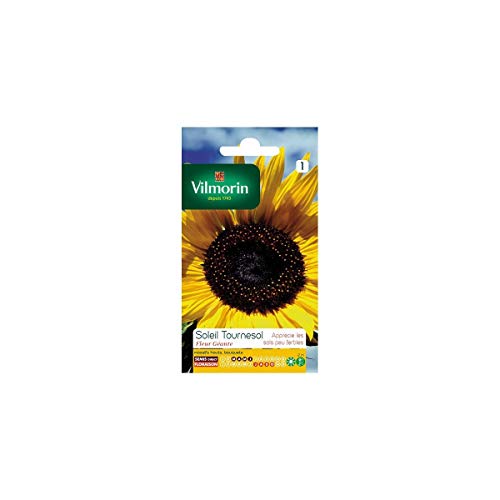 Vilmorin - Paquete semillas Sol girasol flor gigante