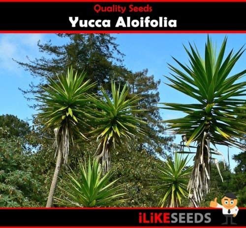 "Yuca" aloifolia 10 Semillas jardín planta un mínimo Paisaje Gem fácil de cultivar