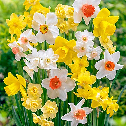 Bulbos de Flores (10 X Narcisos en mezcla)